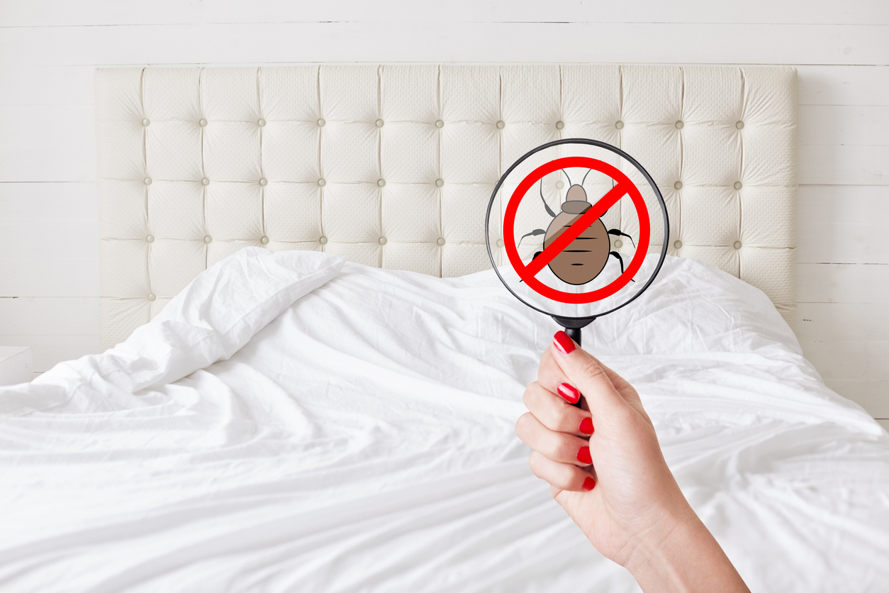 Read more about the article Don’t Get Bugged By Bedbugs