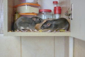 mice in cabinet eating food