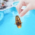 Cockroach Removal 101: Say Goodbye to Unwanted Guests