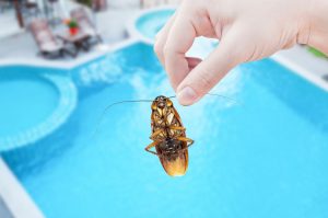 Read more about the article Cockroach Removal 101: Say Goodbye to Unwanted Guests