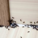 3 Ants to Keep an Eye Out For This Summer
