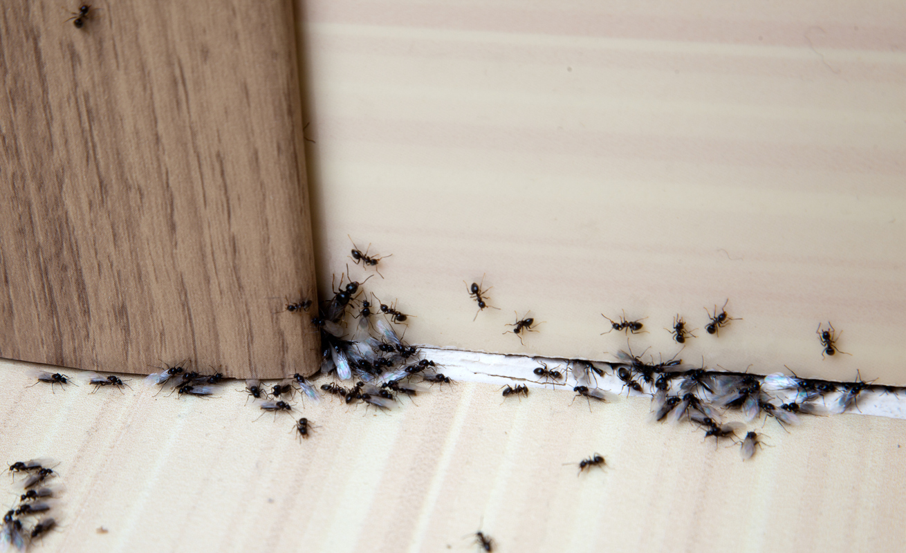 Read more about the article 3 Ants to Keep an Eye Out For This Summer