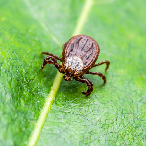 Read more about the article Pest Control Trends of 2022