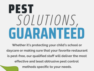 Read more about the article Pest Solutions, Guaranteed!
