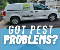 Read more about the article Got Pest Problems?