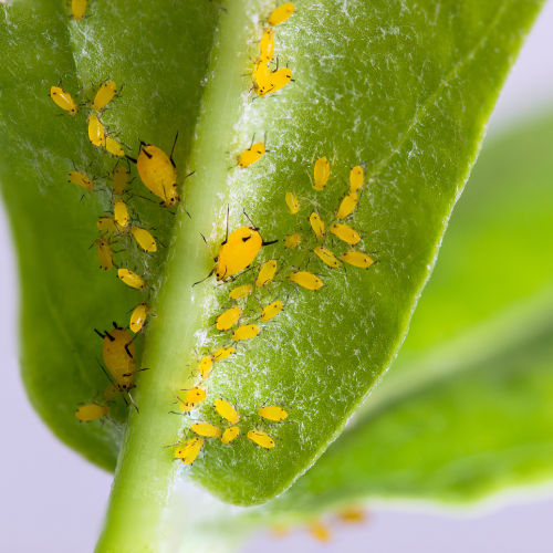 tiny yellow bugs on a leaf