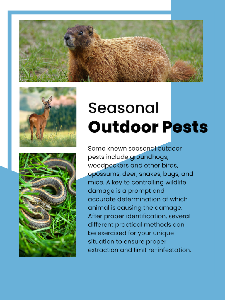 Seasonal Outdoor Pests