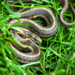 Snake Removal Tips to Deal with Unwanted Guests
