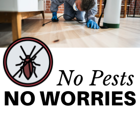 Read more about the article No Pests, No Worries!