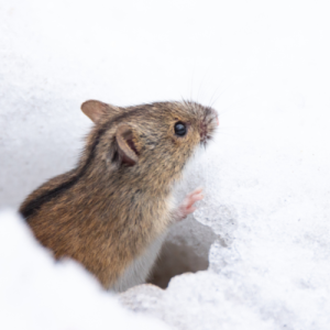 Read more about the article Proactive Winter Pest Control