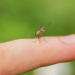 How Effective Mosquito Control Will Make the Rest of Summer 2023 Enjoyable