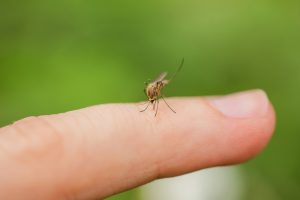 mosquito control mosquito on finger