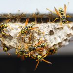 Say Goodbye to Pesky Hornets in 2024 with Innovative Pest Management