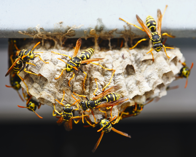 Read more about the article Say Goodbye to Pesky Hornets in 2024 with Innovative Pest Management